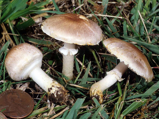 Agaricus micromegathus - Fungi species | sokos jishebi | სოკოს ჯიშები